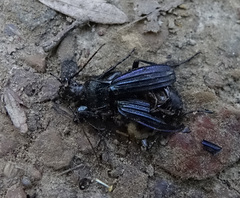 Carabus exaratus