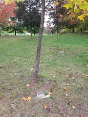 Liriodendron tulipifera