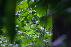 Ptilinopus purpuratus