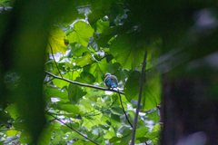 Ptilinopus purpuratus