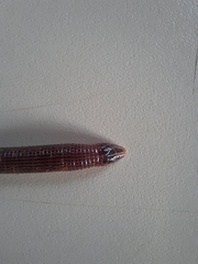 Amphisbaena silvestrii