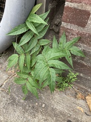 Ailanthus altissima