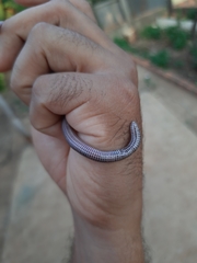 Amphisbaena silvestrii