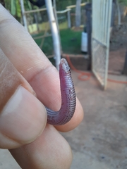 Amphisbaena silvestrii