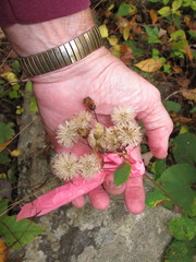 Eurybia schreberi