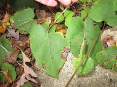 Eurybia schreberi