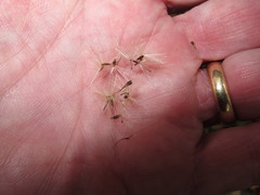 Eurybia schreberi
