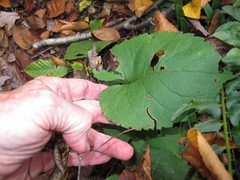 Eurybia schreberi