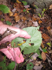 Eurybia schreberi