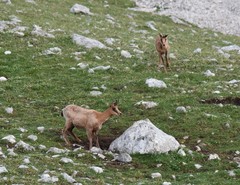 Rupicapra pyrenaica parva