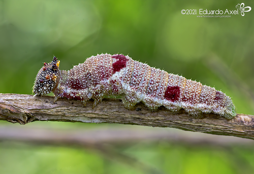 Tropical Leafwing