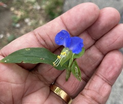 Commelina communis