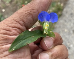 Commelina communis