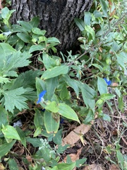 Commelina communis