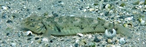 Bananen-riviergrondel (Awaous banana) — Gobiidae