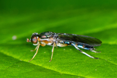 Merosargus caeruleifrons