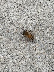 Apis mellifera