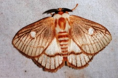 Strigivenifera venata