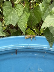 Melanoplus differentialis