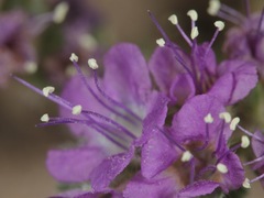 Phacelia popei