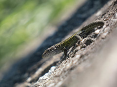 Podarcis carbonelli carbonelli