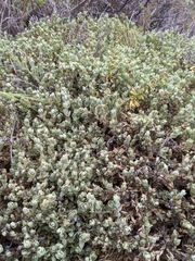 Atriplex watsonii