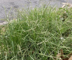 Eleusine indica