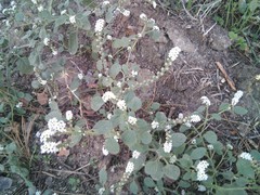 Heliotropium europaeum