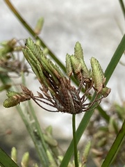Cyperus ochraceus