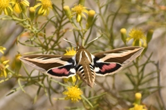 Hyles euphorbiarum