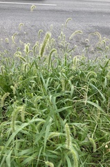 Setaria faberi