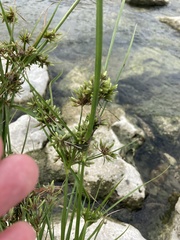 Cyperus ochraceus