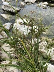 Cyperus ochraceus