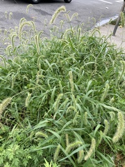 Setaria faberi