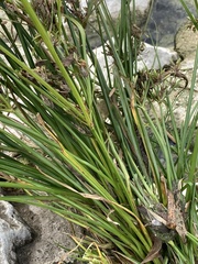 Cyperus ochraceus