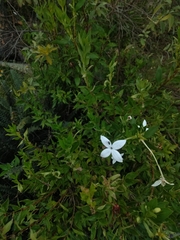 Bouvardia longiflora