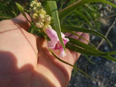 Chilopsis linearis