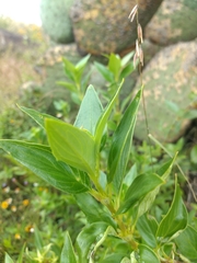 Bouvardia longiflora