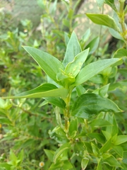 Bouvardia longiflora