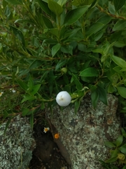 Bouvardia longiflora