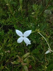 Bouvardia longiflora