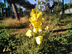 Verbascum virgatum