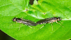 Merosargus caeruleifrons