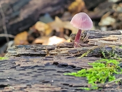Mycena haematopus