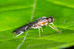 Merosargus caeruleifrons