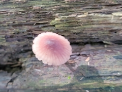 Mycena haematopus