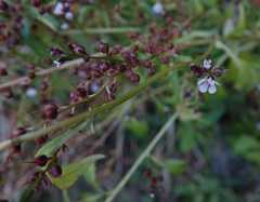 Lysimachia dubia