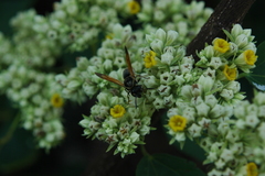 Waltheria acuminata
