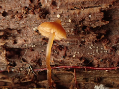 Galerina triscopa