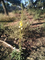 Verbascum virgatum